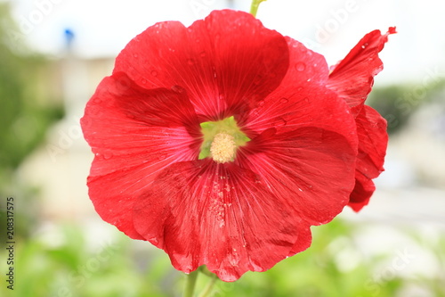 赤の芙蓉 photo