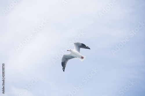 Bird Seagull Flying In Sky