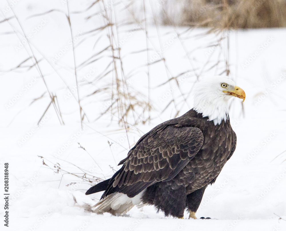 Obraz premium Eagle