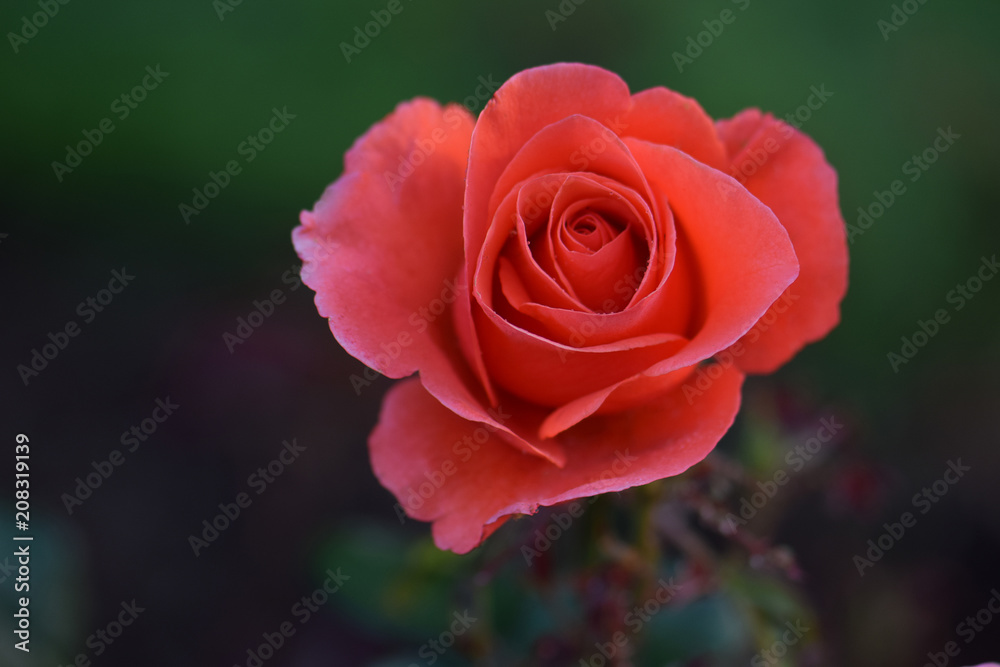 Candelabra Pink Rosebud 01 Candelabra Pink Rosebud 01