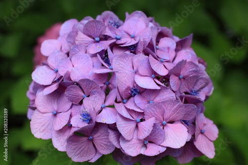 紫陽花