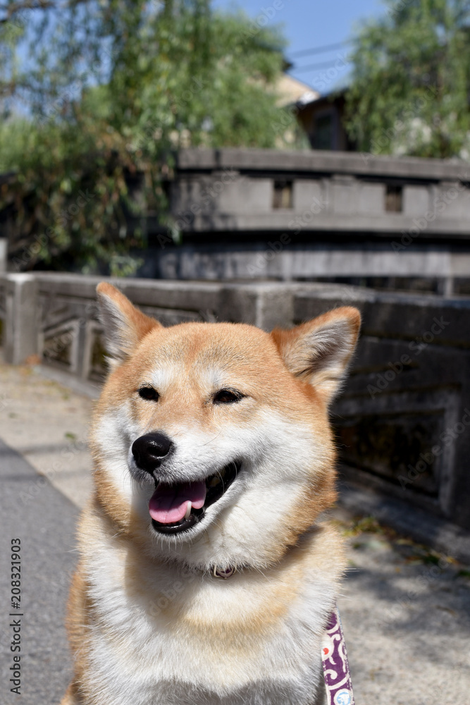 柴犬・温泉街 柴犬・温泉街