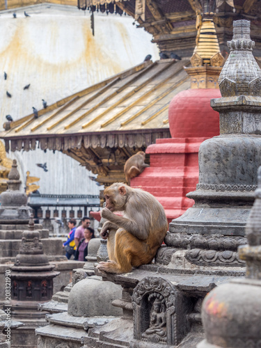 Monkey on the architecture element of buddhist temple