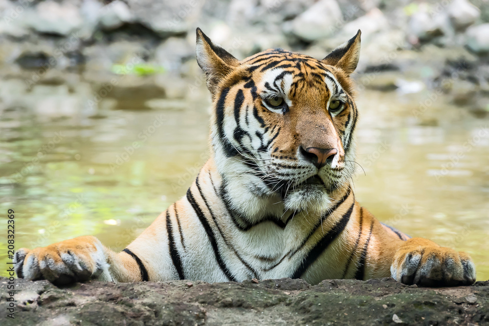 Obraz premium Close up tiger.