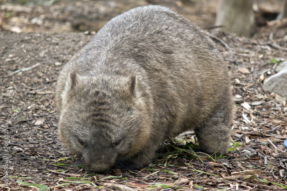 hairy nosed wombat hairy nosed wombat