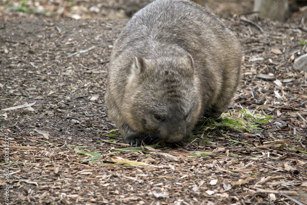hairy nosed wombat hairy nosed wombat