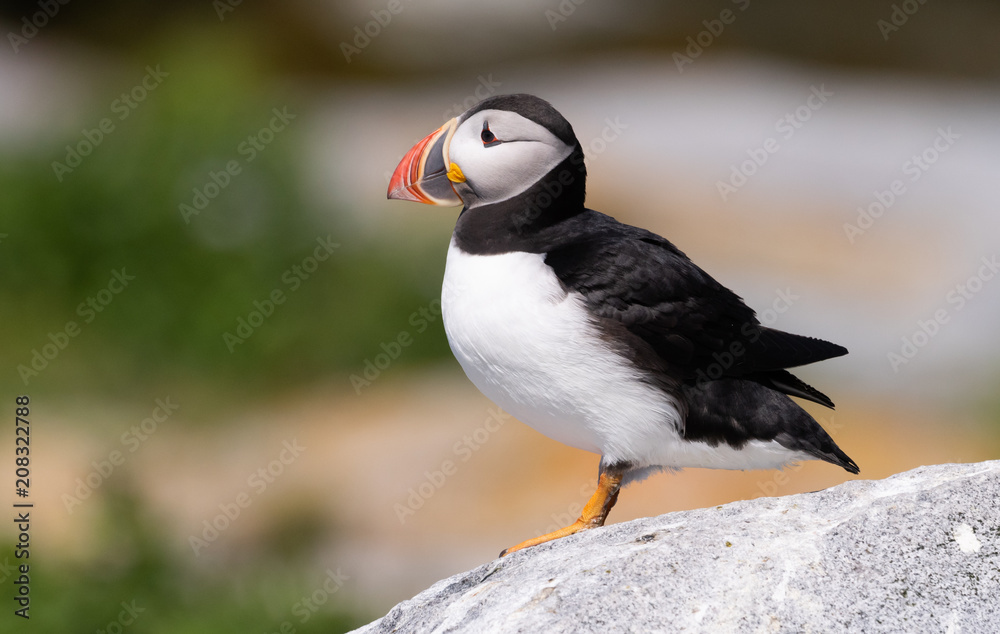 Fototapeta premium Atlantic Puffin 
