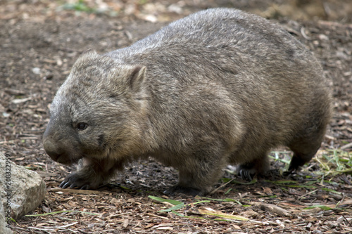 hairy nosed wombat photo