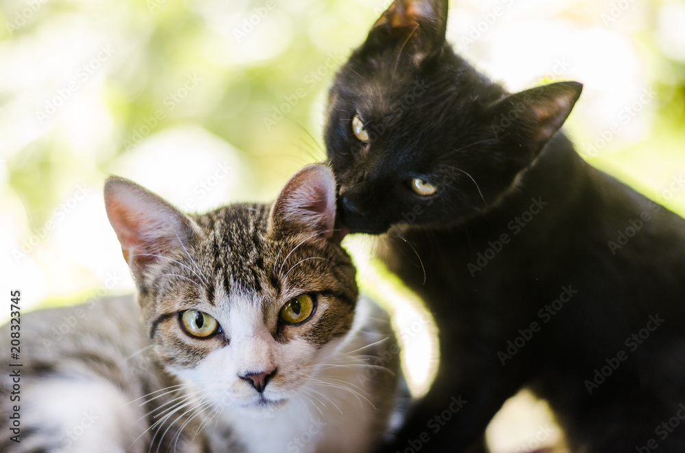 portrait of a couple of cats portrait of a couple of cats