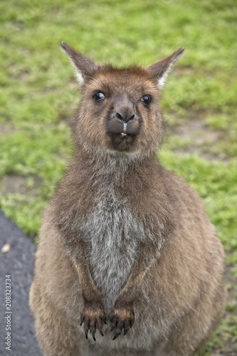 Kangaroo-Island kangaroo