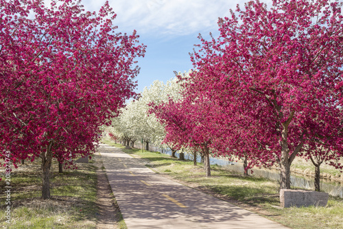 Crabapple flower in full bloom along the bike path
