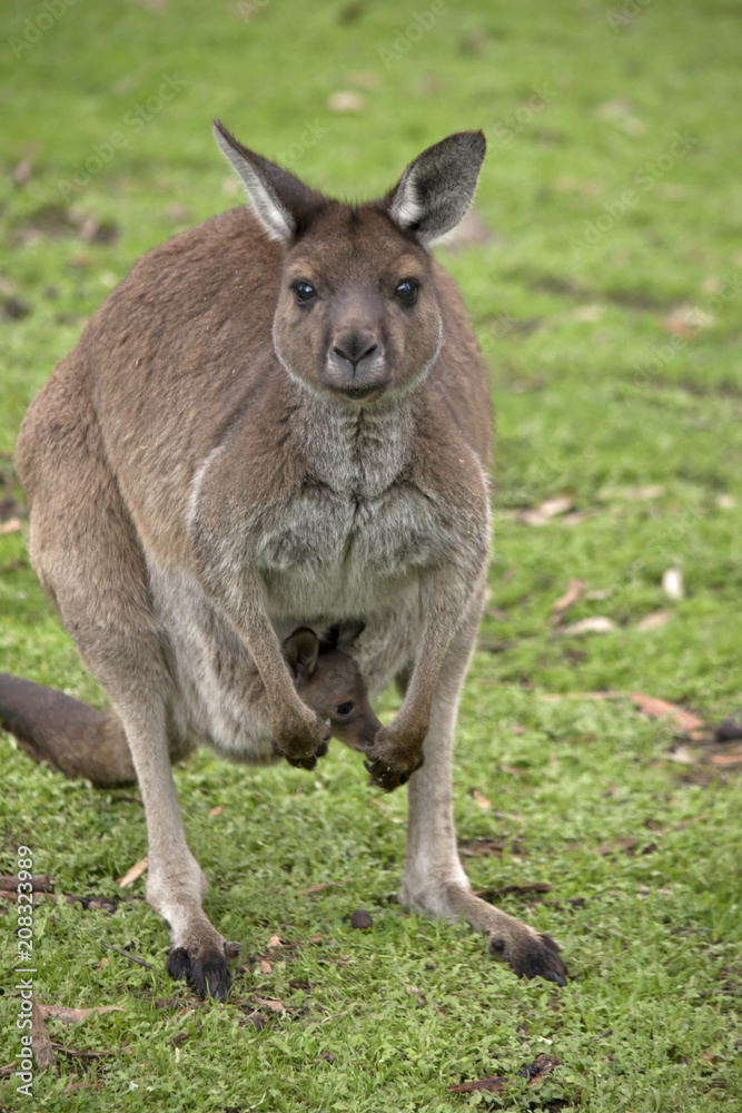 Kangaroo-Island kangaroo with joey Kangaroo-Island kangaroo with joey