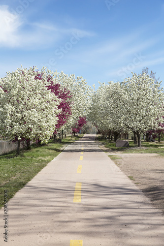 Crabapple flower in full bloom along the bike path  