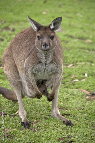 Fototapeta Naklejka Na Ścianę i Meble -  Kangaroo-Island kangaroo with joey