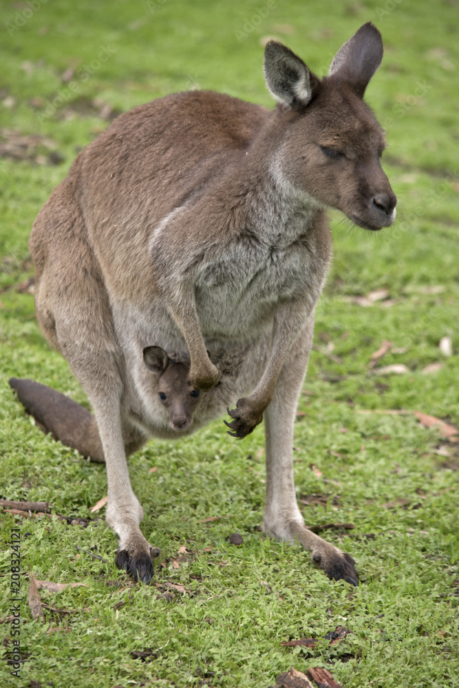 Kangaroo-Island kangaroo with joey Kangaroo-Island kangaroo with joey