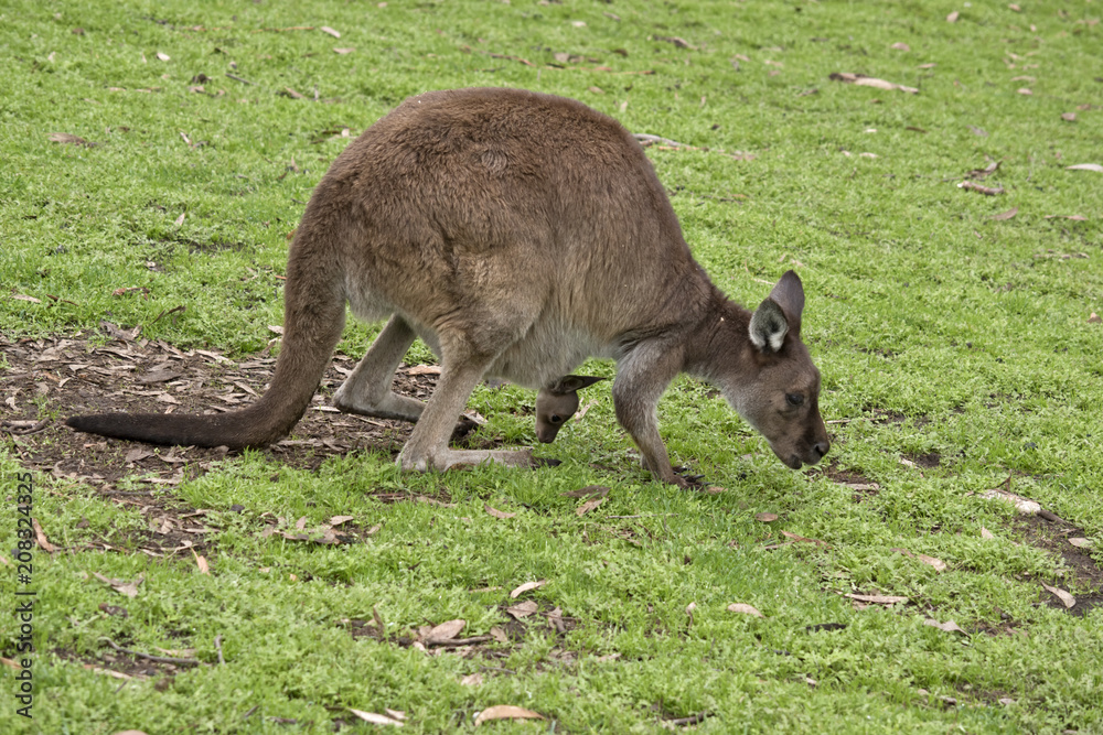 Kangaroo-Island kangaroo with joey Kangaroo-Island kangaroo with joey