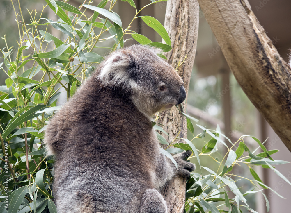 Fototapeta premium Australian koala