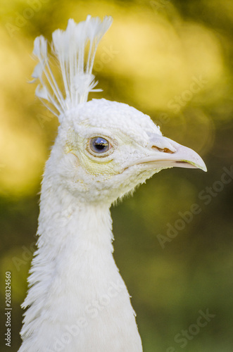 close up portrait of an albino peacock