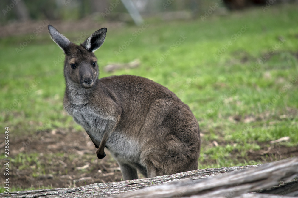 western grey kangaroo