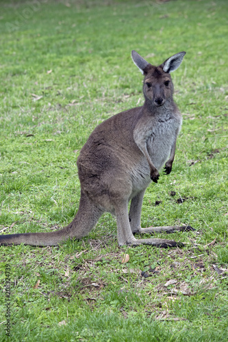 western grey kangaroo joey