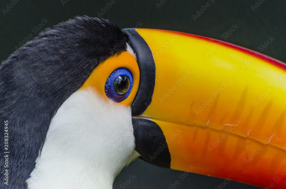 Obraz premium close up of a toucan eye