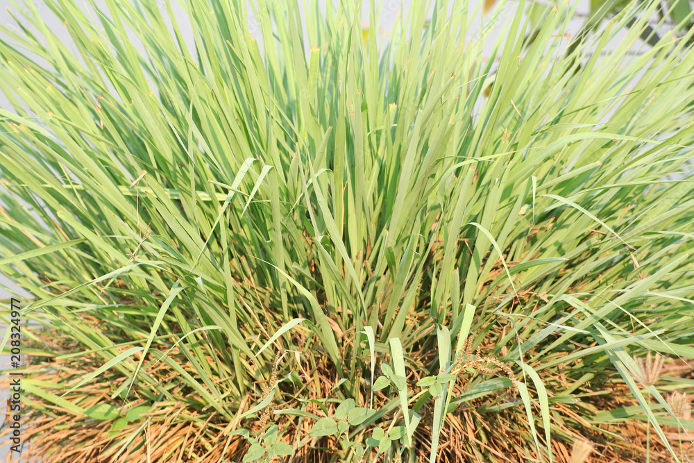 Big group of lemongrass on river background Big group of lemongrass on river background