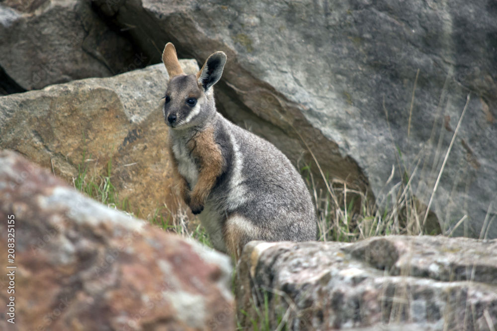Naklejka premium yellow footed rock wallaby joey