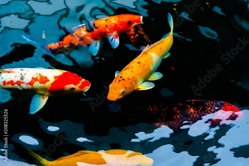 Fancy Carp are swimming in a pond