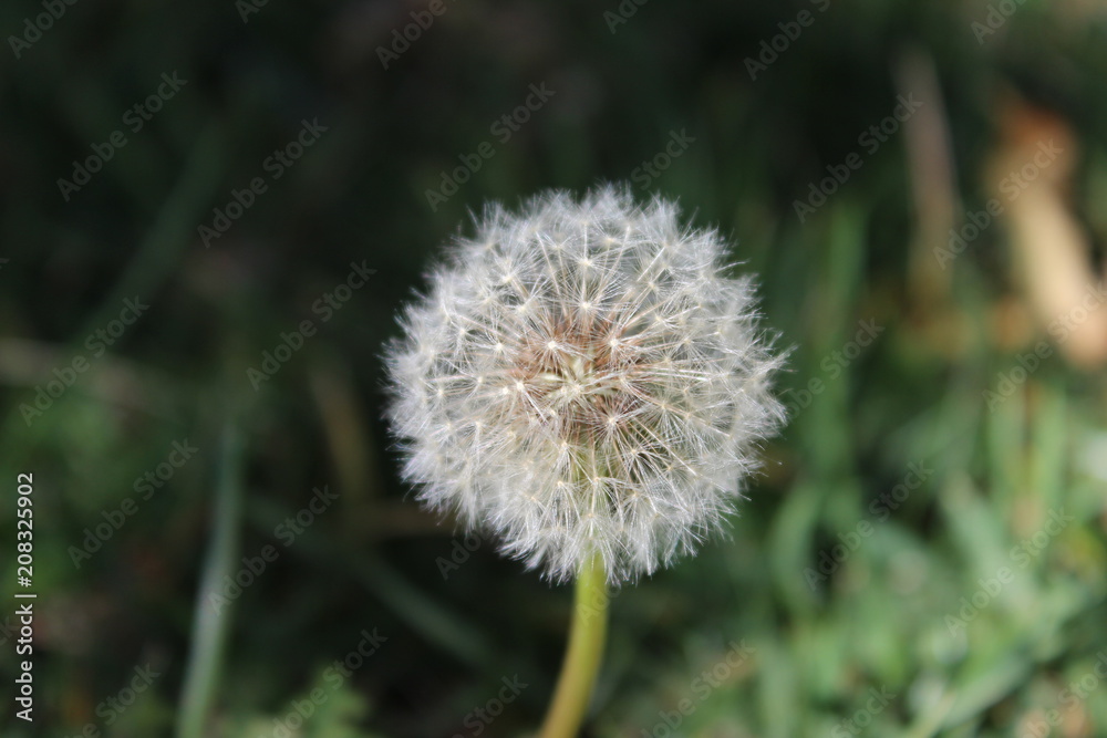 dandelion