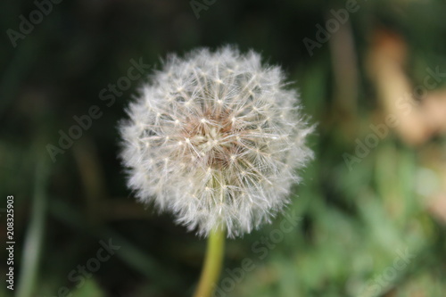 dandelion