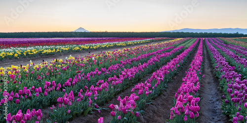 Sunrise Tulip Field
