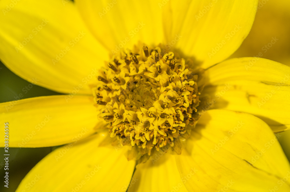 Close up of a yellow flower Close up of a yellow flower
