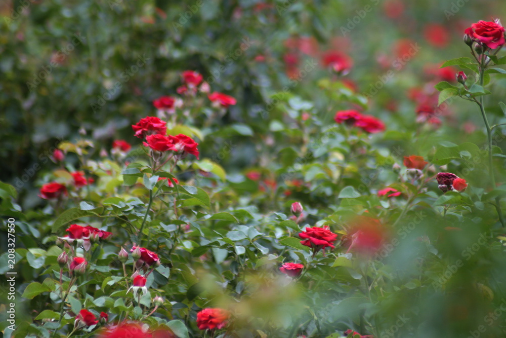 Rose field belthur