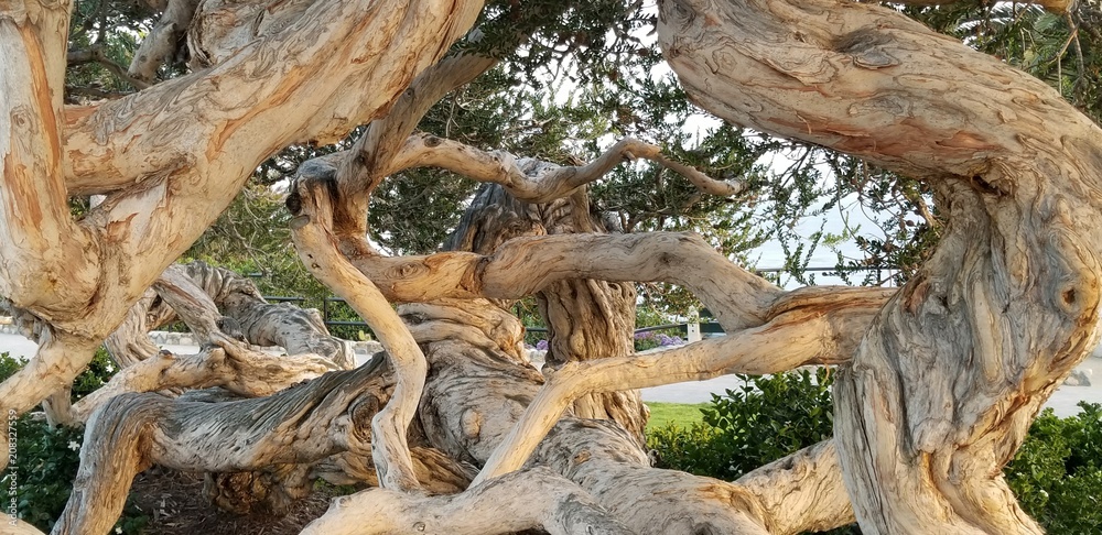 Melaleuca tree (tea tree). Heisler Park, Laguna Beach, CA Melaleuca tree (tea tree). Heisler Park, Laguna Beach, CA