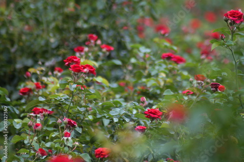 Rose field belthur