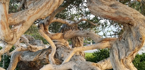 Melaleuca tree (tea tree). Heisler Park, Laguna Beach, CA