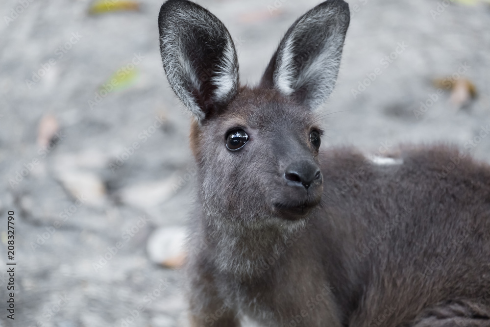 Fototapeta premium Kangaroo in Open Zoo, Thailand