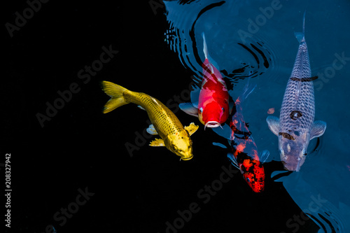 Fancy Carp are swimming in a pond