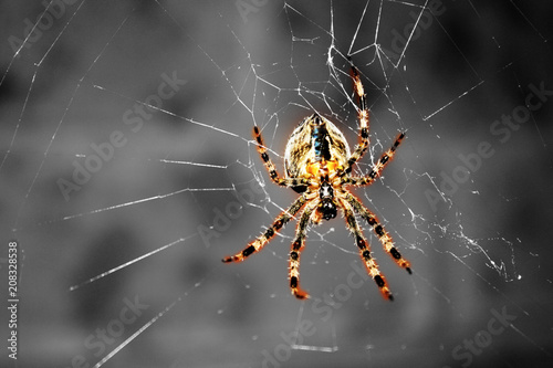 Hanging Spider