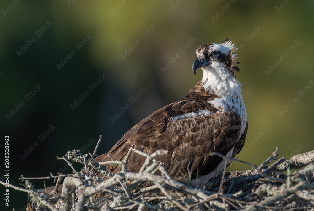 Fototapeta premium Osprey 
