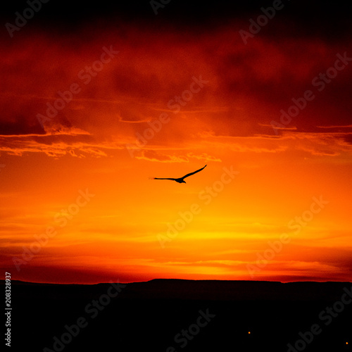 bird silhouette in the sunset