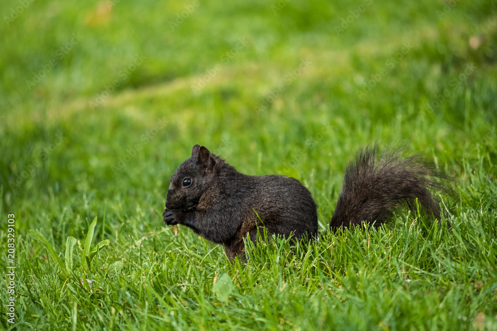 cute black squirrel eating something on the green grass field cute black squirrel eating something on the green grass field