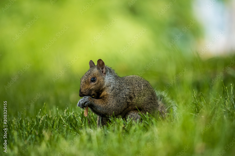 cute brown squirrel eating something on the grassy ground cute brown squirrel eating something on the grassy ground