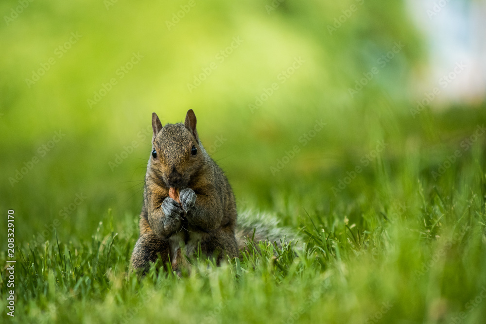 cute brown squirrel eating pine cone on the green grass facing your way cute brown squirrel eating pine cone on the green grass facing your way