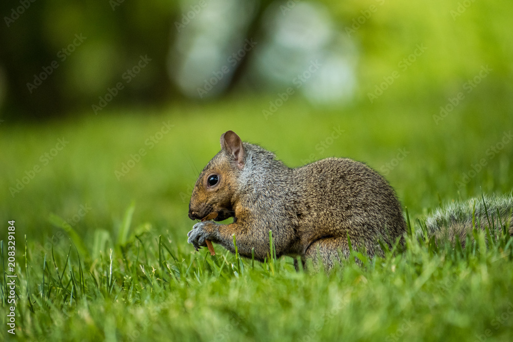 side portrait of brown squirrel eating nut on the grass with blur background side portrait of brown squirrel eating nut on the grass with blur background