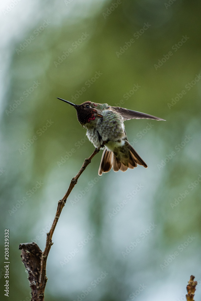 Fototapeta premium anna's hummingbird shaking it's neck on the tip of a twig with green background