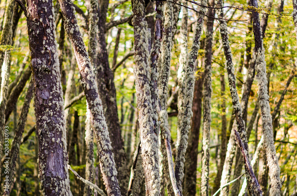 trees in the forest trees in the forest