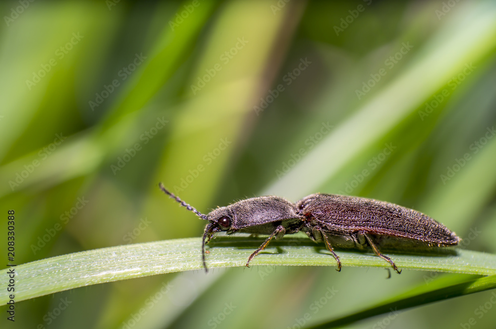 little beetle in the green nature season garden