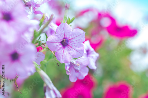 Petunia purple on a bouquet of blurred backgrounds.