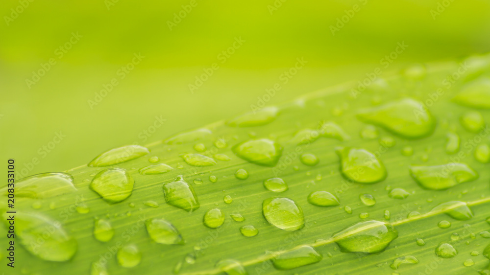 Bubble rain water drop on green leaf.